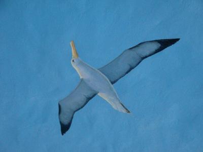 Seagull by Arturo Zapata, Painting